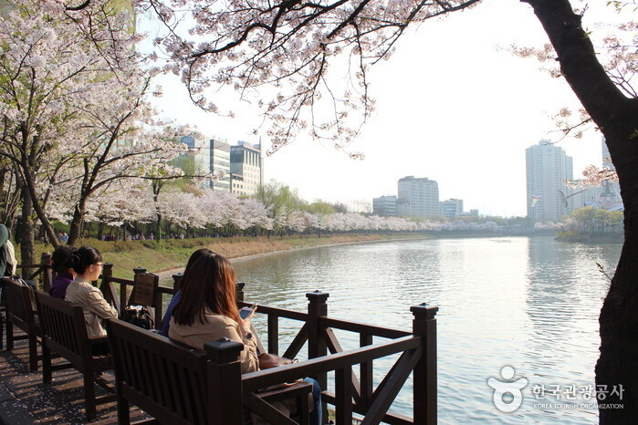 서울 벚꽃명소는 어디가 있을까?