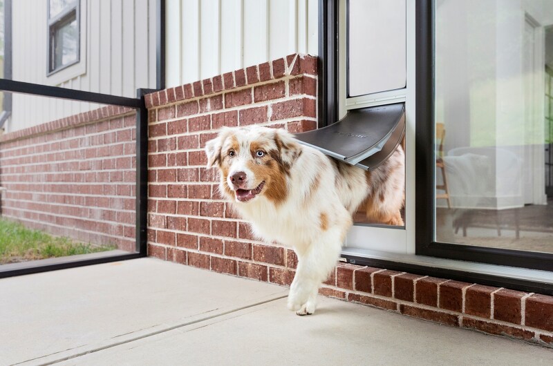 혹한의 날씨에 유용한 PetSafe의 슬라이딩 반려동물 출입문
