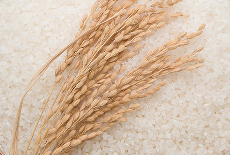 맛있는 쌀 단일 품종 삼광쌀 2020 햅쌀 10kg