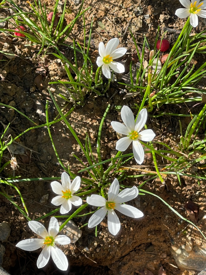 초연당 정원 귀퉁이에 흰꽃나도샤프란 만발