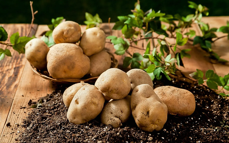 감자 수확시기