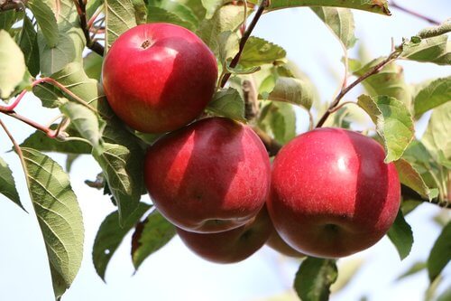 사과 사이다 식초 만들기 - 애플 사이다 비니거 먹는법
