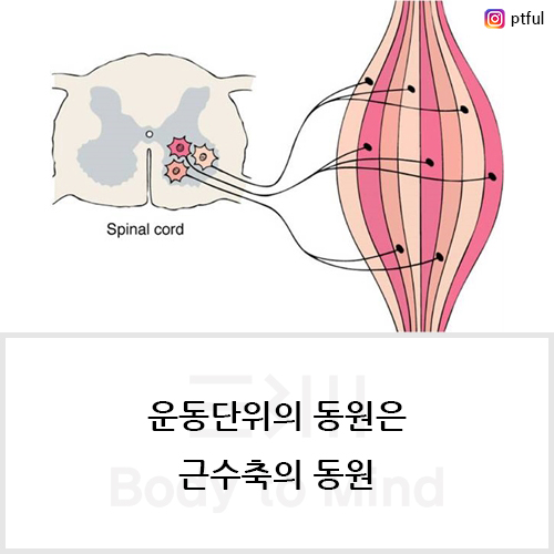 운동단위(motor unit)의 동원은 근수축(muscle contraction)의 동원