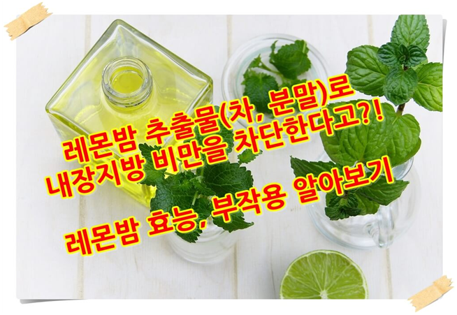 [다이어트 정보] 레몬밤 추출물(차, 분말)의 효능/효과 및 부작용 - 내장지방 비만을 차단한다고?!