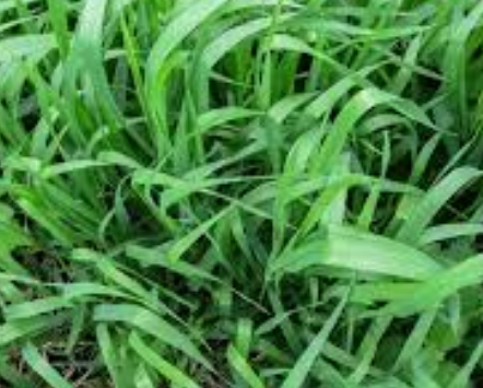 카우치 풀 (COUCH GRASS) 효능 및 부작용, 올바른 섭취법 알고 가세요.