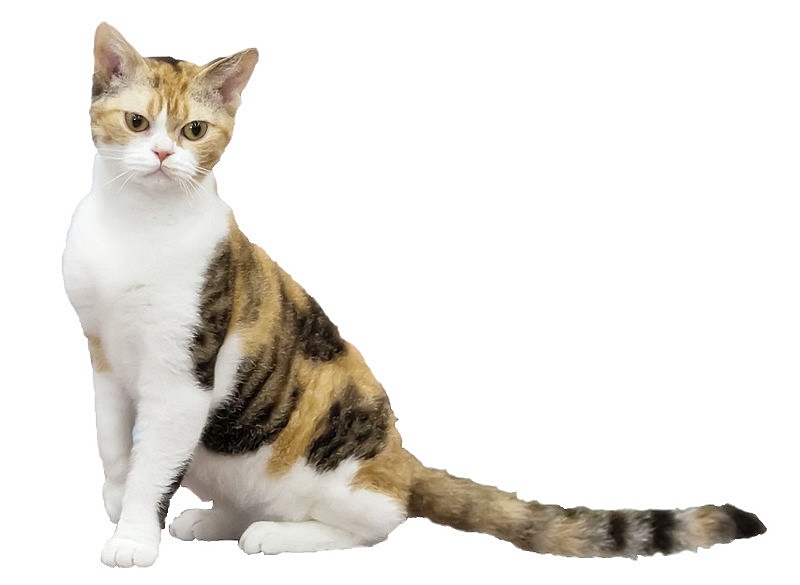 '아메리칸 와이어헤어' 고양이의 특징 및 성격