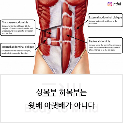 상복부 하복부(upper abdomen & lower abdomen)는 윗배 아랫배가 아니다.
