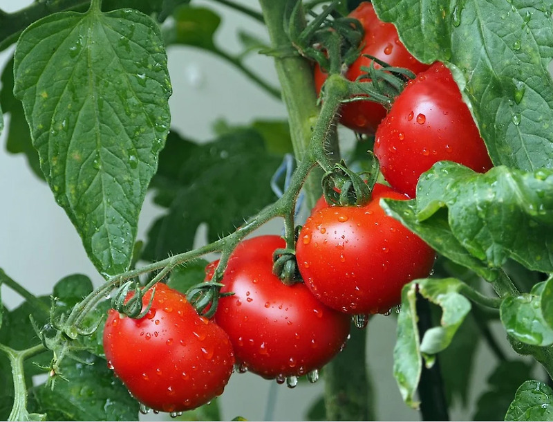 세계 10대 슈퍼푸드인 토마토의 효능! 얼마나 좋을까?