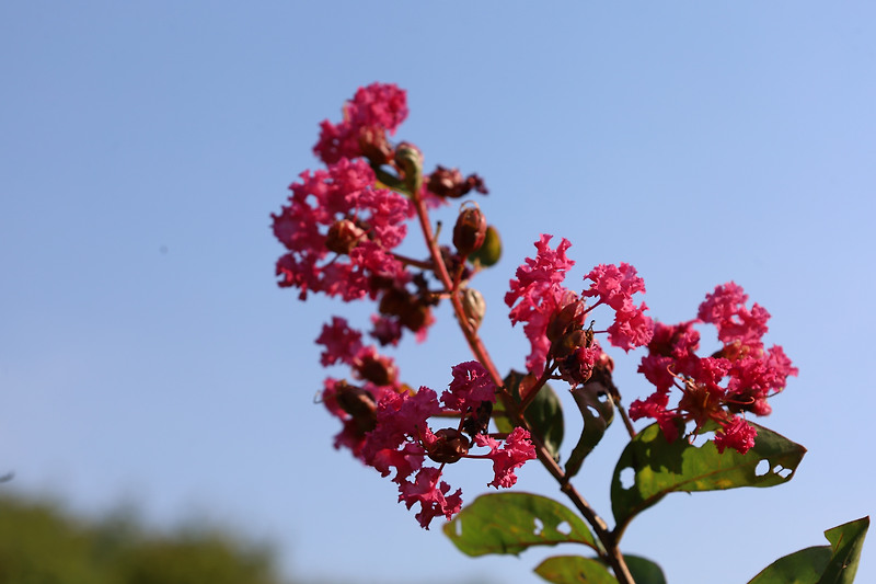 인천 드림파크 야생화단지 꽃들과 만남