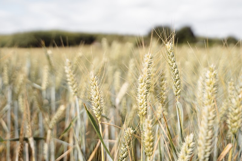 [국제농산물] 밀 재고 부족 및 지정학적 위험으로 가격 상승