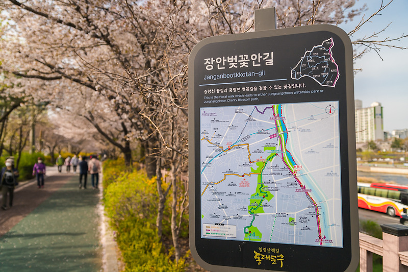 서울 벚꽃 여행- 장안벚꽃안길 (벚꽃앤딩 2021)