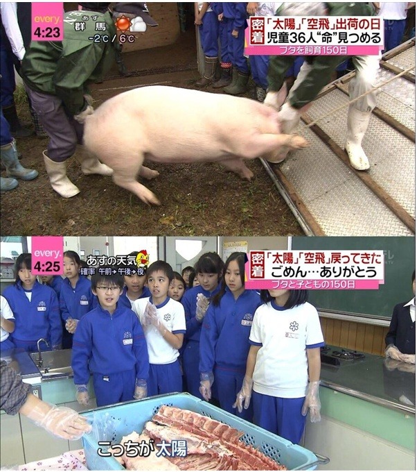 일본 5ch 황당 스레 초등학생들이 열심히 길렀던 돼지가 돼지고기가 돼서 돌아왔다!!!
