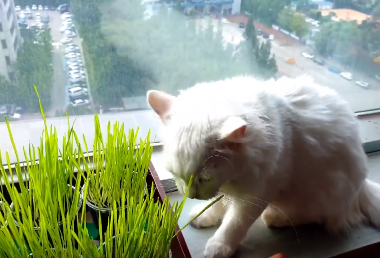 고양이풀 캣그라스를 재배