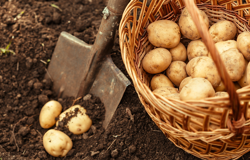 감자 심는 시기 재배방법(봄 감자)