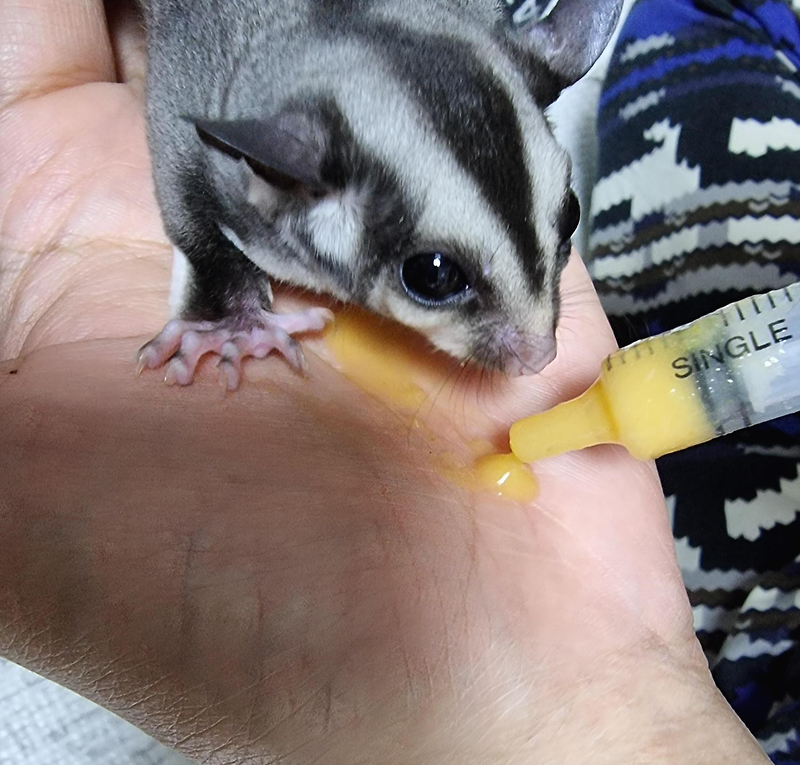 애완다람쥐 -OOP 4주 아기 슈가글라이더의 먹이 및 기본 식단 정보