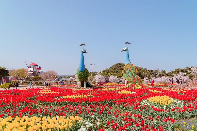 세계 5대 튤립축제 