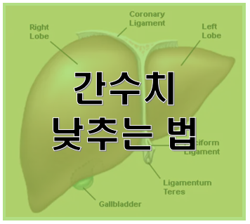 간수치 낮추는법