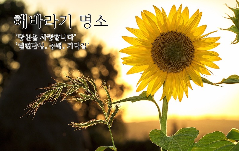 고창학원농장, 함안 강주해바라기 등 전국 해바라기 명소