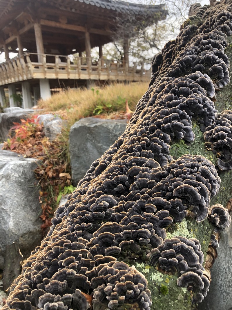 초연당 정원-고목나무에 핀 버섯 꽃 운지버섯(구름버섯)