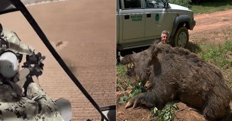 미국 농부들도 '헬기타고 멧돼지 사냥'을 할 수 있는 이유