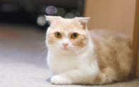 먼치킨 고양이 특징 9가지 및 가격 ( 성격 과 유전병 )