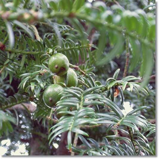 비자나무 열매 효능 및 영양성분 활용법과 주의점