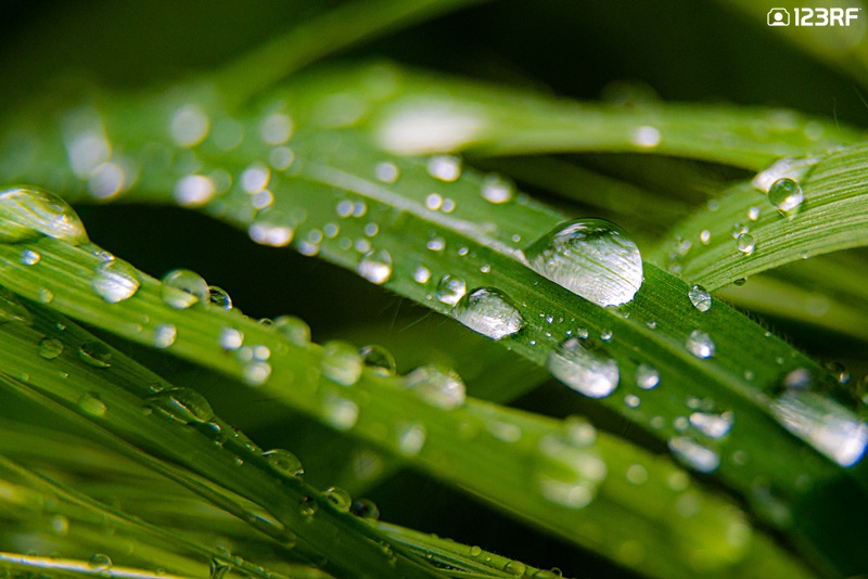 매크로 렌즈 활용 : 빗방울 클로즈업 이미지 모음