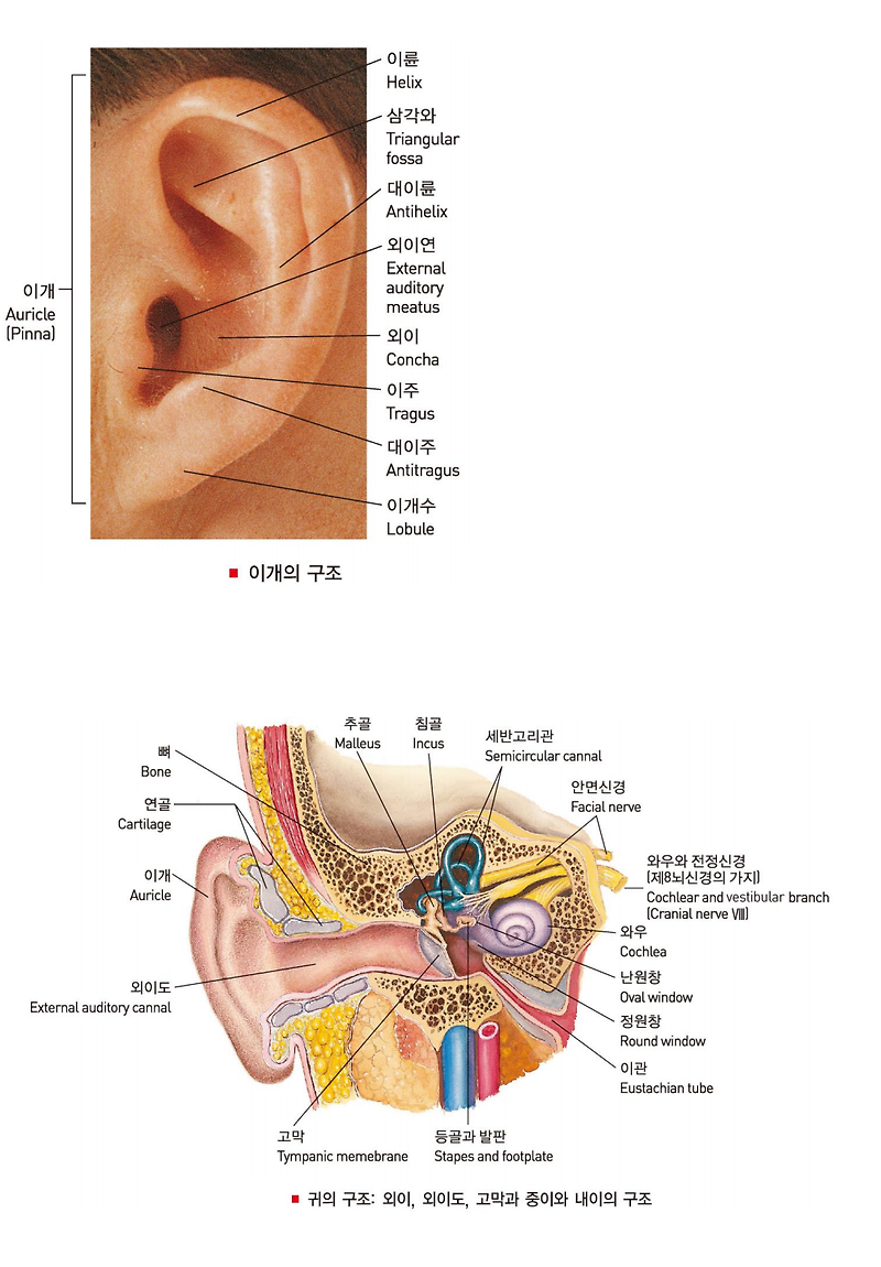 귀의 구조