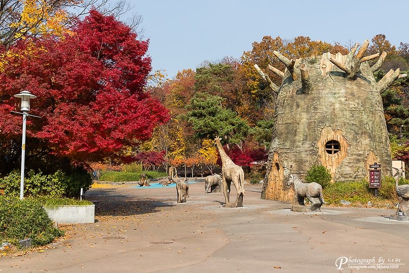 서울 근교 가을 단풍 여행 - 서울 대공원 (서울동물원)