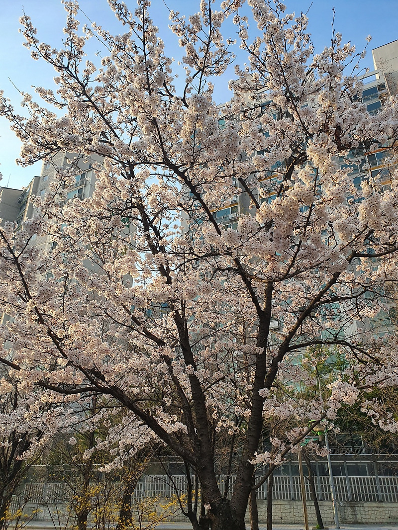 2021년 벚꽃개화시기 / 벚꽃이 예쁜 캠핑장