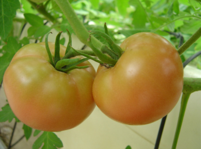 토마토 모종 심는 시기,토마토 재배방법