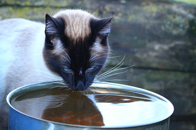 마시는 물의 양이 늘어나면 고양이 신장병을 의심할 수 있다?