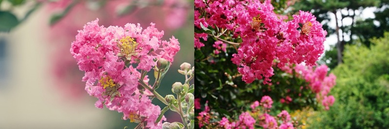 조경수 - 부귀영화를 주는 배롱나무 꽃