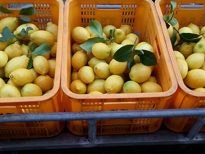 팜팜팜스 창업일기 : 제주 무농약 레몬 판매 시작 및 추가 소싱