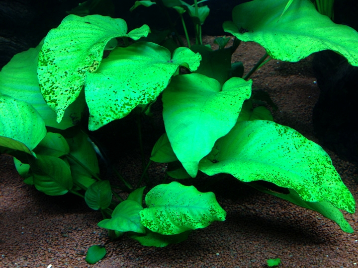 수조  이끼 - 녹점( Green dot algae) 이끼 원인 및 제거 방법
