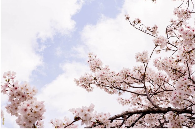 2014년 4월 3일 찍은 벚꽃이 만개한 일본 오사카(大阪 おおさか) 의 모습