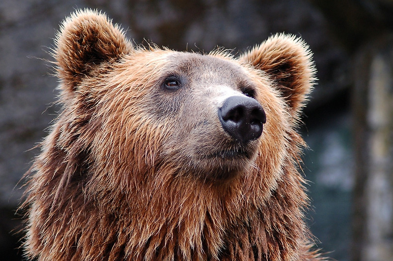 곰 꿈 해몽: 숨겨진 의미를 해석하다