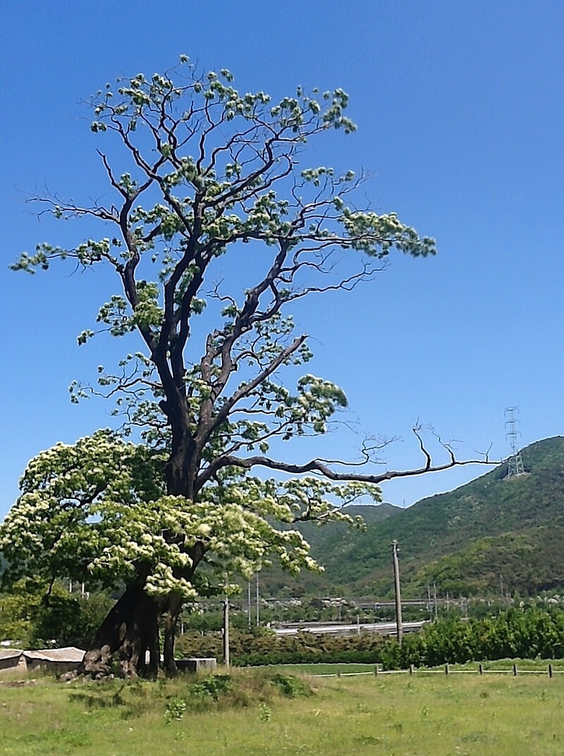 양산 신전리 이팝나무&먹거리