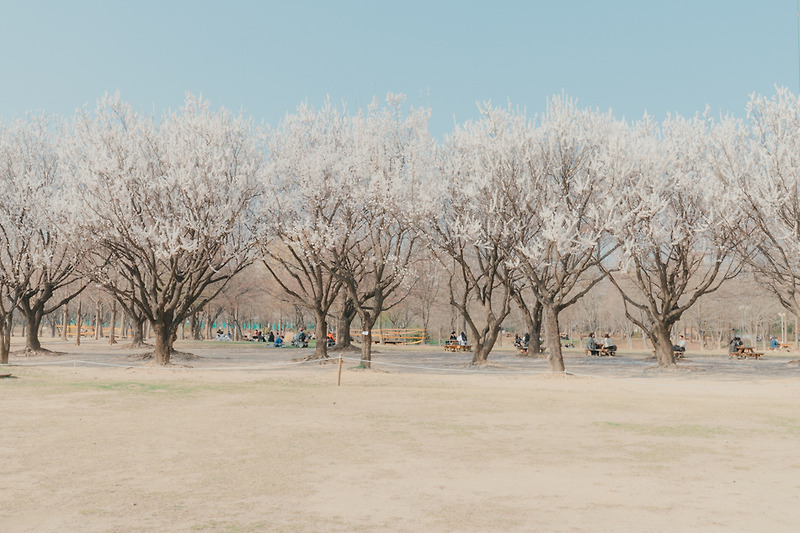 서울 숲의 봄 (Spring in Seoul Forest)