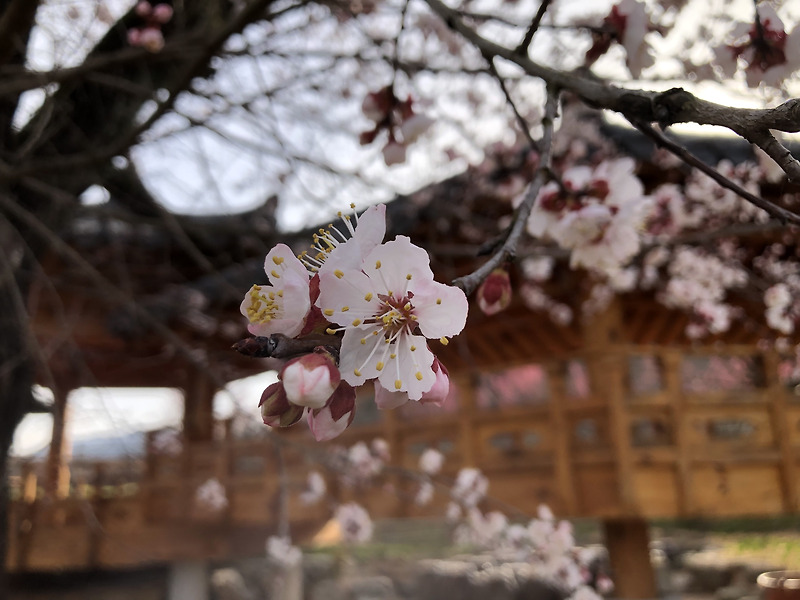 살구나무 행화(杏花) 살구꽃 만개