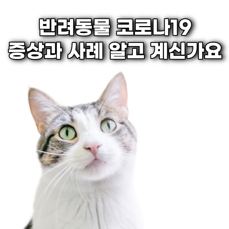 반려동물 코로나19 확진 뉴스, 고양이 강아지 코로나 증상