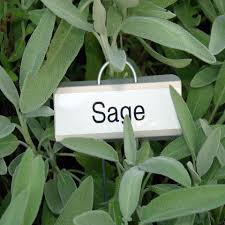 세이지(Sage)의 효능 효과 및 11가지 건강상 이점 알아보기