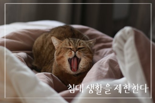 고양이 문제행동 교정하기 5편: 밤잠 없는 고양이, 밤에만 시끄러운 고양이