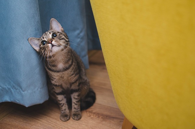 고양이의 울음소리 종류와 언어 의미가 무엇일까?