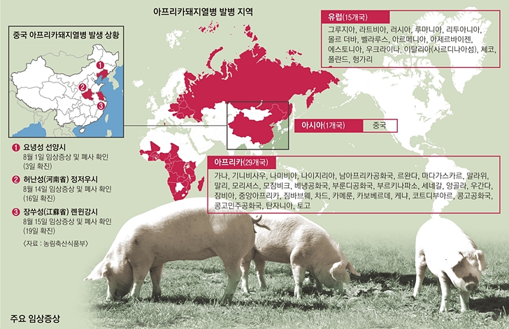 아프리카돼지열병(ASF), 돼지고기 먹어도 되나요? (백신, 사람 영향, 돼지고기 가격 변동)
