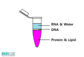 RNA isolation (TRIzol 사용 방법)