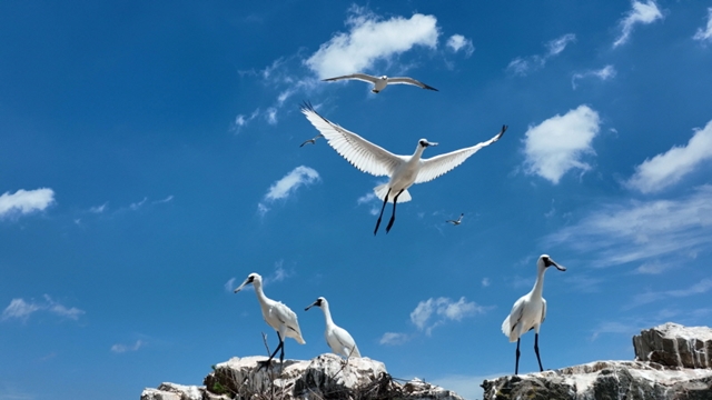 [환경스페셜2] 생태 보물섬 '유부도', 100여 종 희귀 철새들의 마지막 쉼터