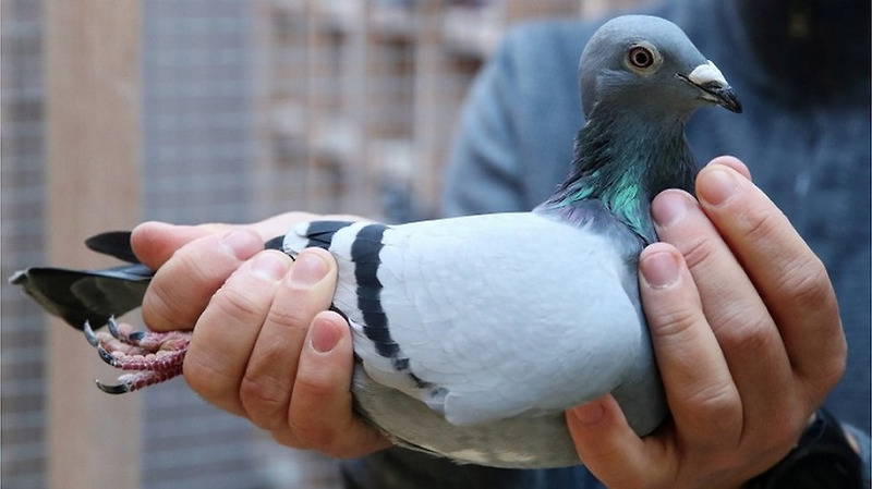 벨기에 온라인 경매, 비둘기 21억원에 낙찰받은 중국인
