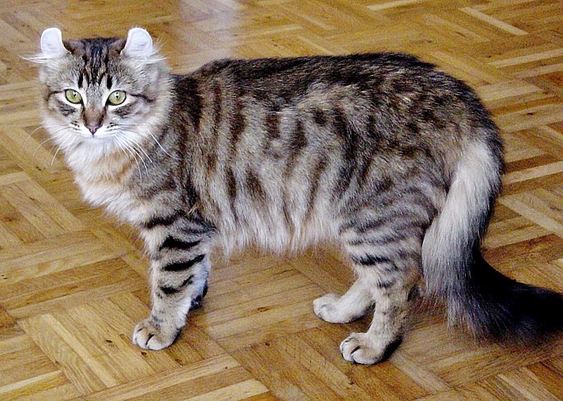 '아메리칸 컬' 고양이의 특징 및 성격