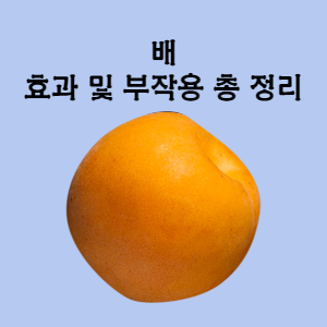 배의 효능 및 부작용 총 정리